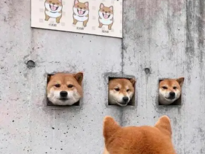 看看,同样是狗,为什么你这么突出,这么优秀